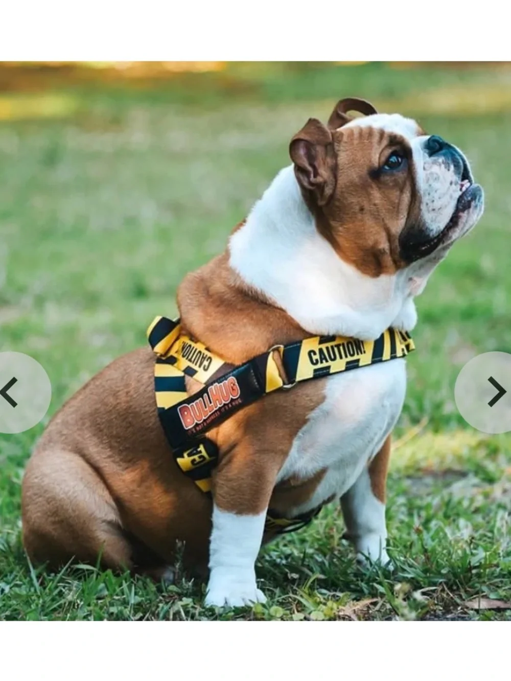 Bullhug Yellow & Black 'Caution' Dog Harness Non Choking Adjustable Bulldog Pug